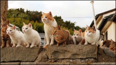 aoshima_cats