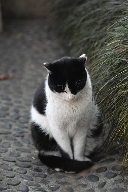 cat